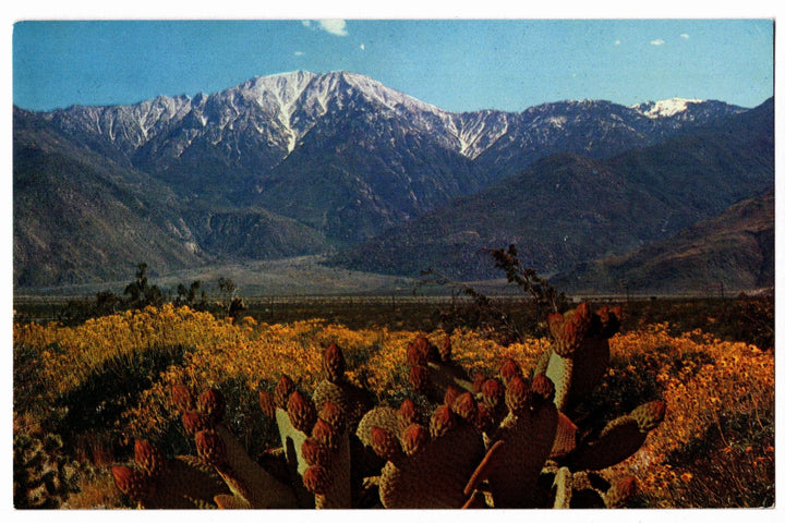 1963 Desert Wild Flowers San Jacinto Mountains CA Vintage Postcard.