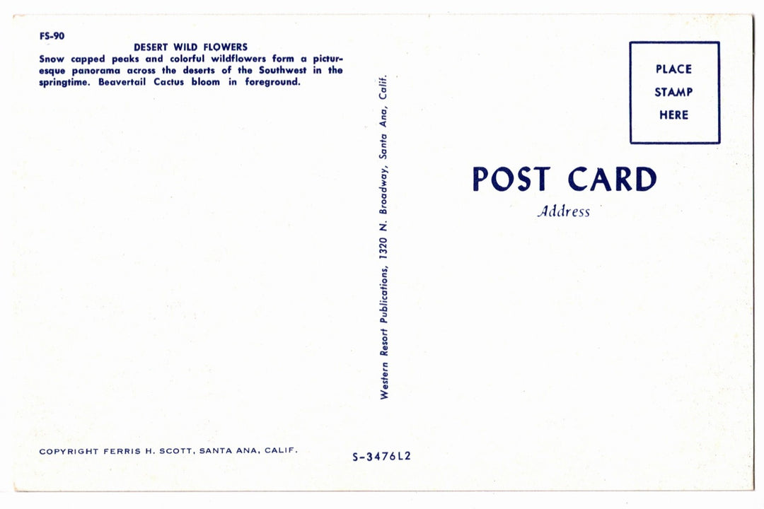 1963 Desert Wild Flowers San Jacinto Mountains CA Vintage Postcard.