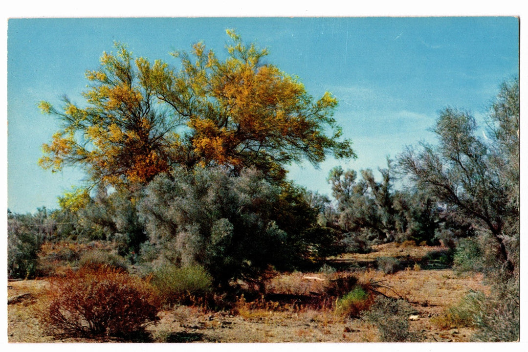 1958 Palo Verde Smoke Trees Desert  Palm Springs CA Vintage Postcard.