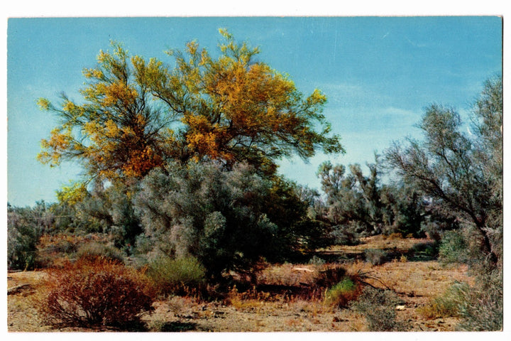1958 Palo Verde Smoke Trees Desert  Palm Springs CA Vintage Postcard.