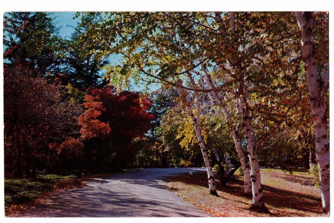 1965 Lake Mahopac, New York, Autumn Road Scene Vintage Postcard.