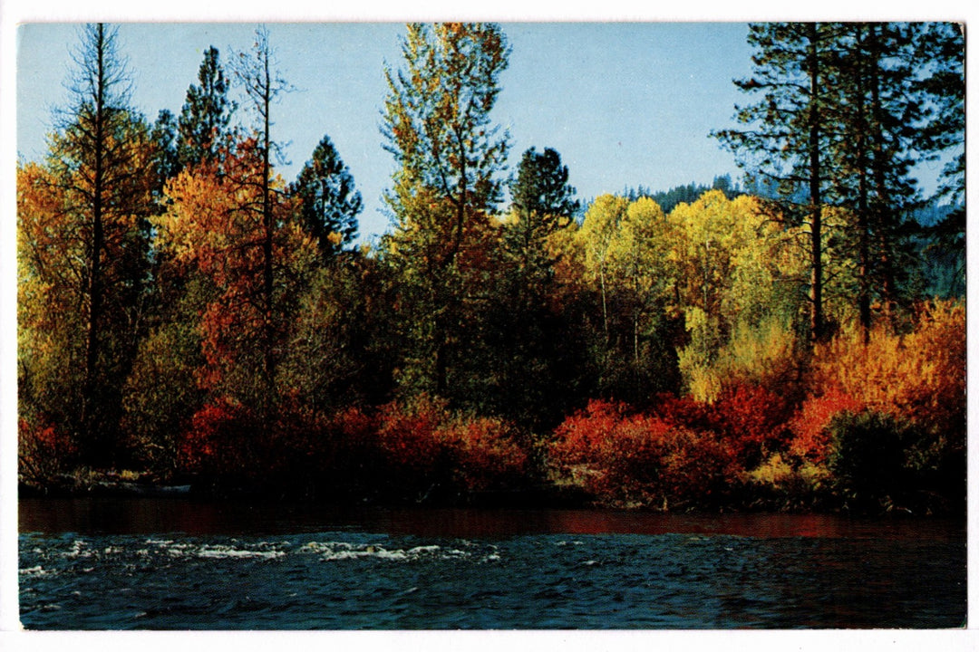 1970s American River in Autumn, Chinook Pass Vintage Postcard.