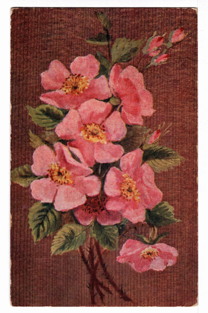 1930s Botanical Illustration Pink Wild Roses Vintage Postcard.