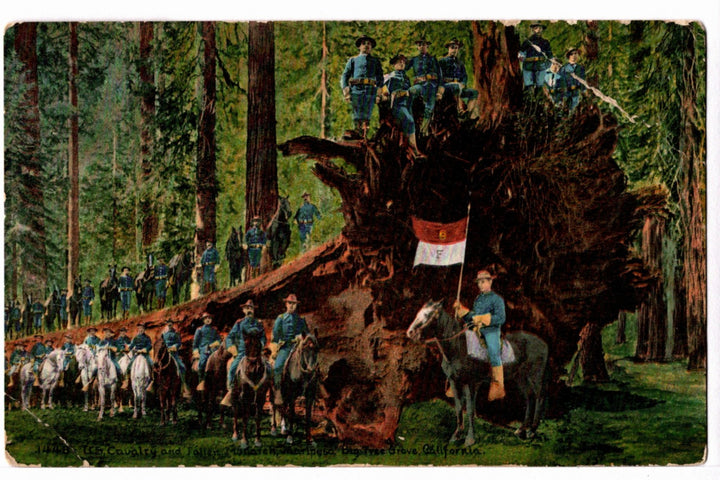 1910s U.S. Cavalry at Fallen Sequoia Vintage California Postcard.