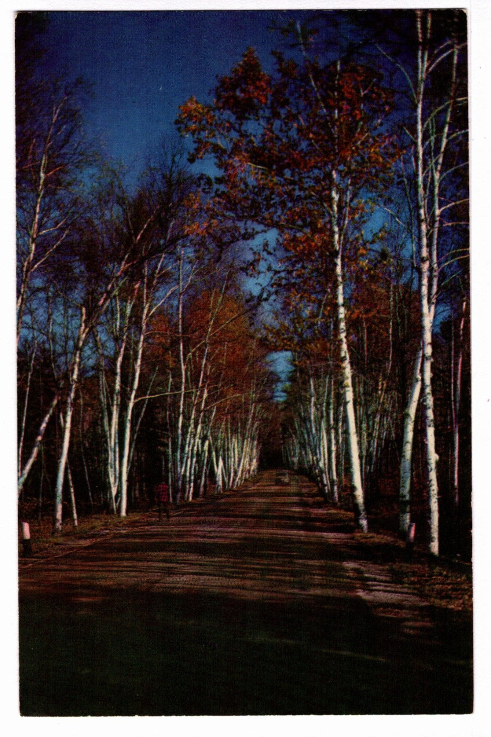 1950s New England Fall Scene Vintage Maine Postcard.