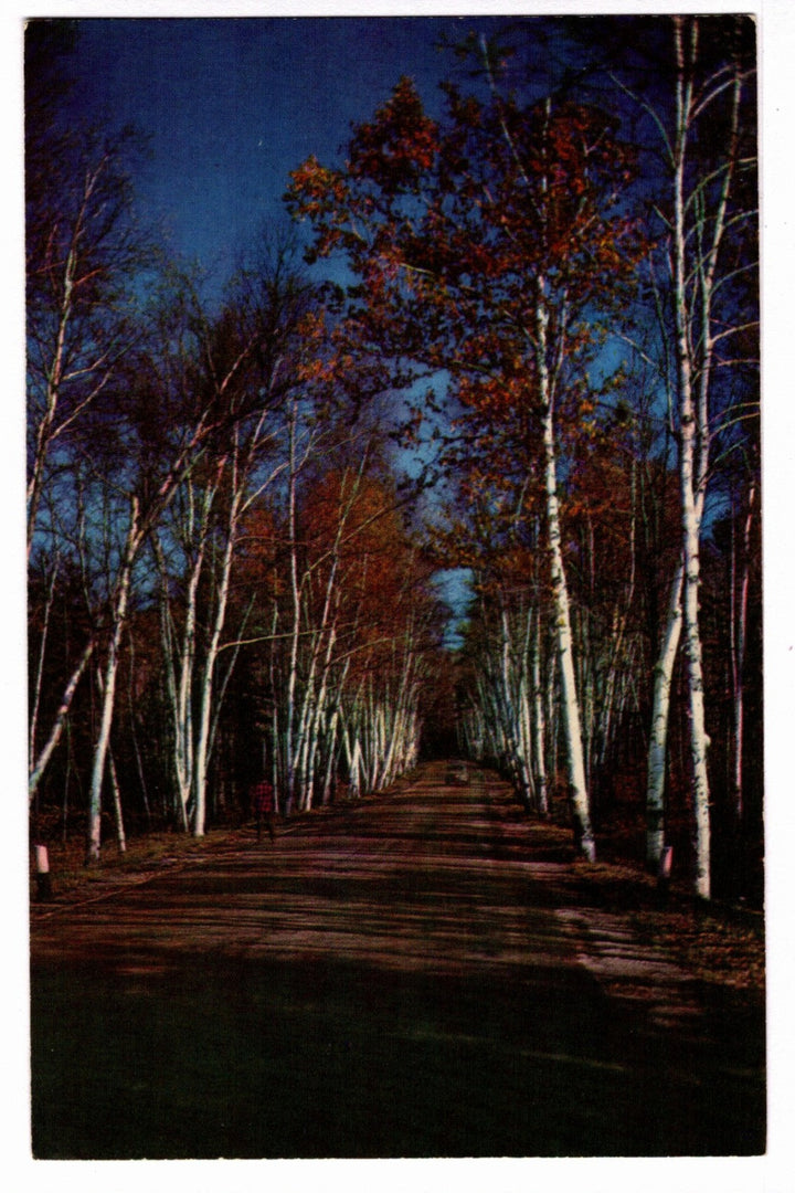 1950s New England Fall Scene Vintage Maine Postcard.