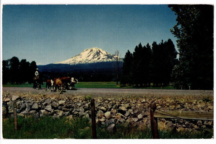 1950s Cowboy in the High Country Washington Vintage Postcard.