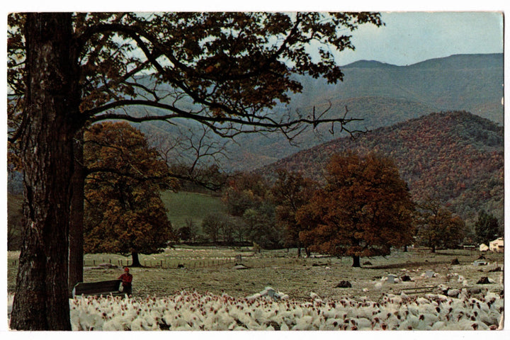 1960s Blue Ridge Mountain Turkey Farm Vintage Postcard West Virginia.