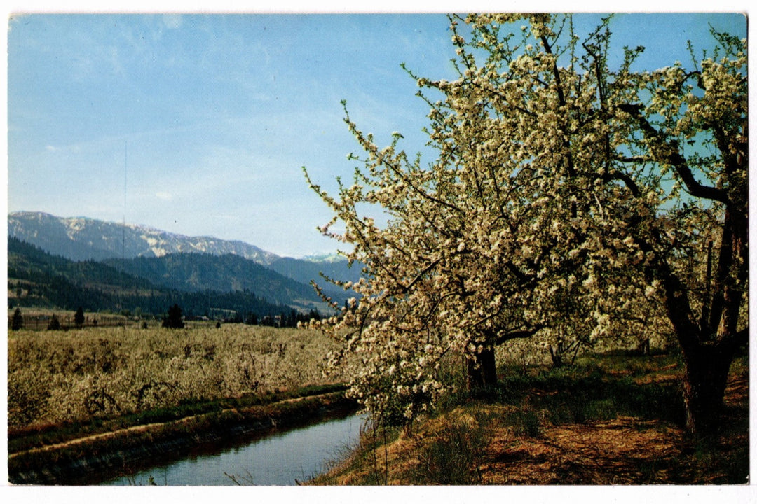 1950s Apple Capital of the World Wenatchee Valley WA Vintage Postcard.