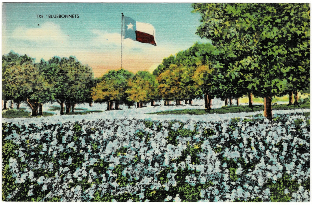 Vintage Postcard.