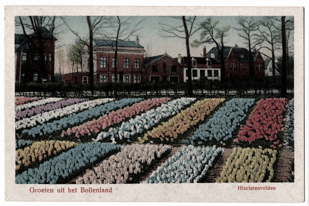 Colorful tulip fields with a row of houses in the background, Hyacinth Fields in the Bulb Region, Netherlands.