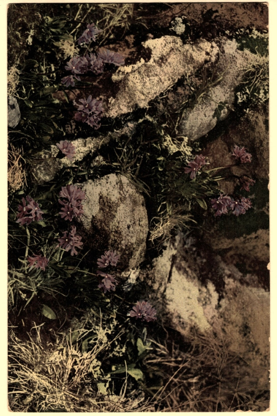 1900s Sticky Primrose Vintage Flora Postcard.