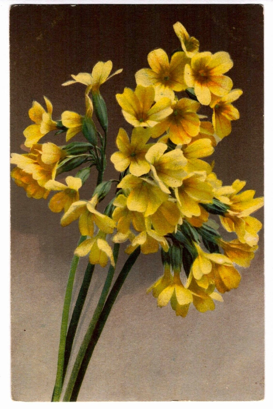 Yellow Oxlip Wildflowers Vintage Postcard.