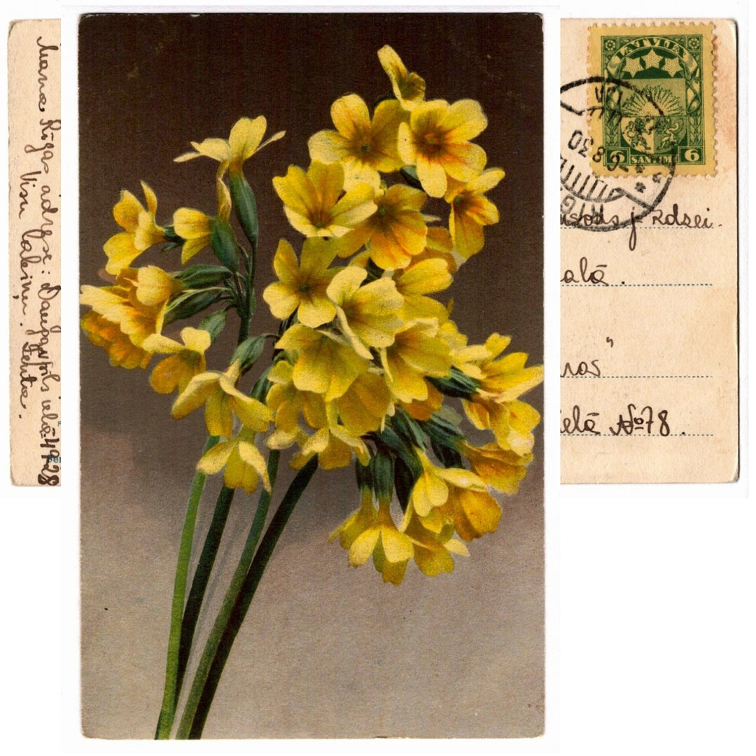 1910s Yellow Oxlip Wildflowers Vintage Postcard, 6 Santimi Latvia Stamp.