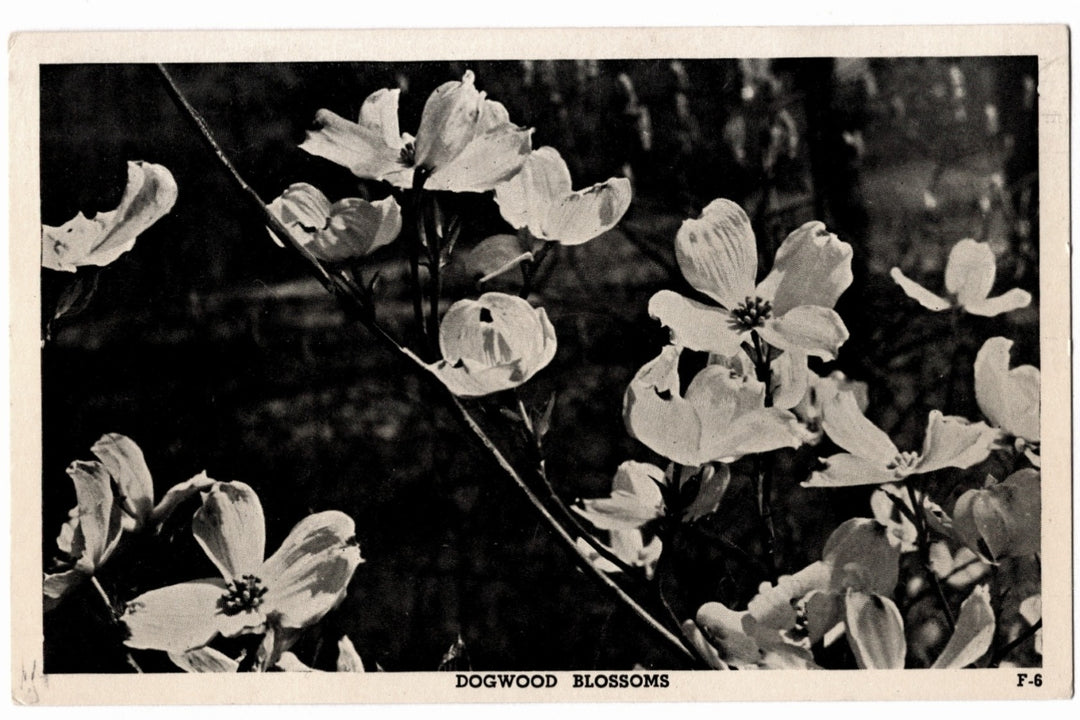 1930s Dogwood Blossoms Photo-Gloss Vintage Postcard.