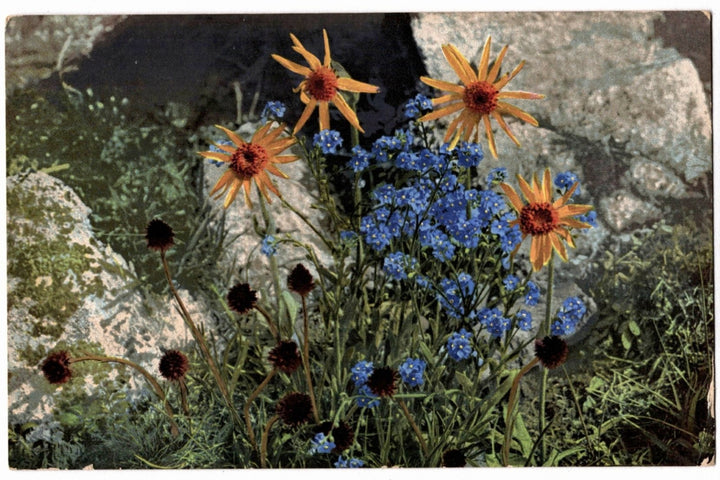 Floral scene with orange and blue flowers against a rocky background, 1910s Alpine Wildflowers & Forget-Me-Nots Vintage Postcard.