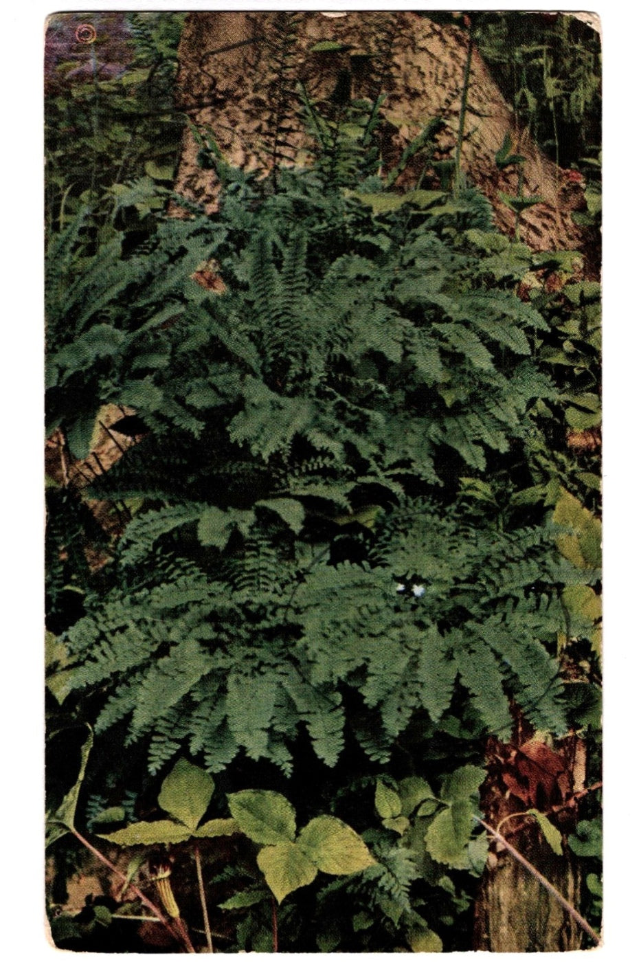 Ferns growing in a forest setting with a tree trunk in the background, Northern Maidenhair Fern Forest Scene Vintage Postcard.