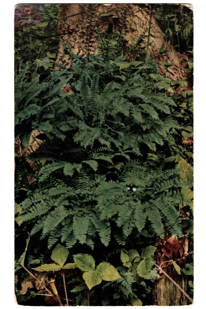 Ferns growing in a forest setting with a tree trunk in the background, Northern Maidenhair Fern Forest Scene Vintage Postcard.