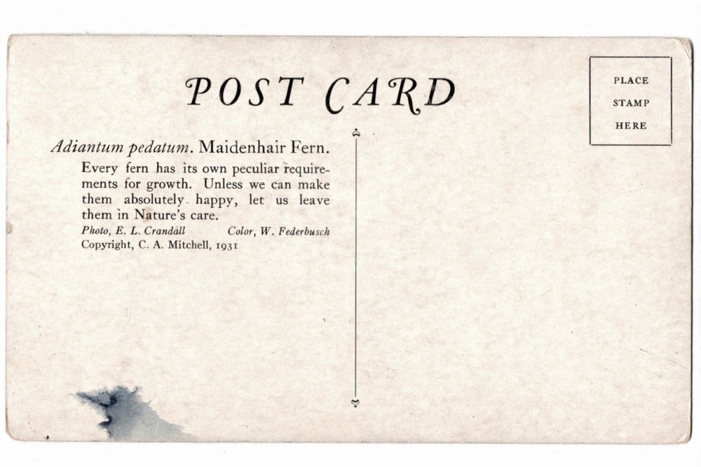 Vintage postcard