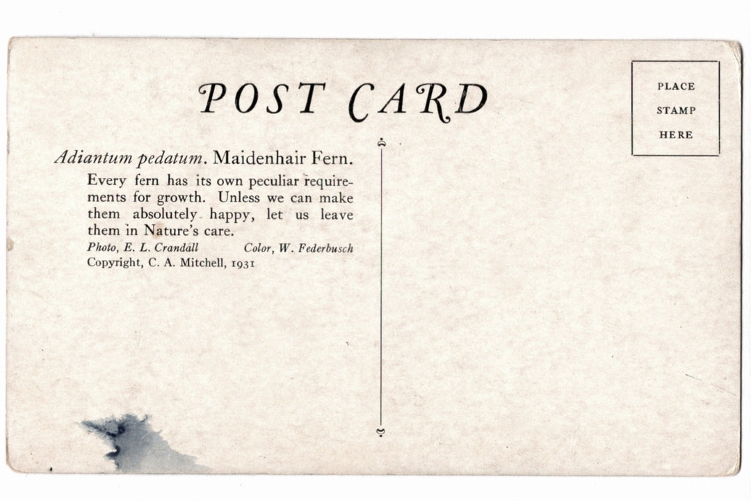 Vintage postcard