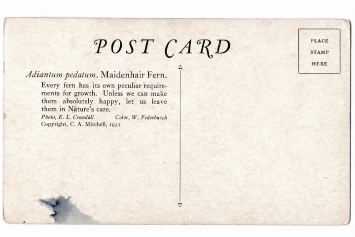 Vintage postcard