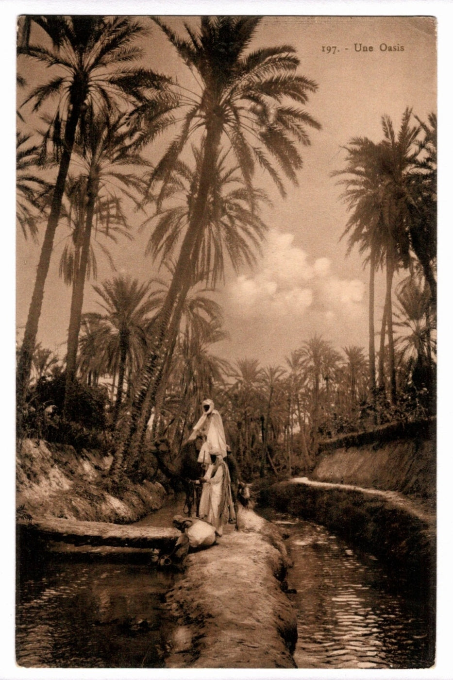 1900s An Oasis In Tunisia Africa Vintage Postcard.