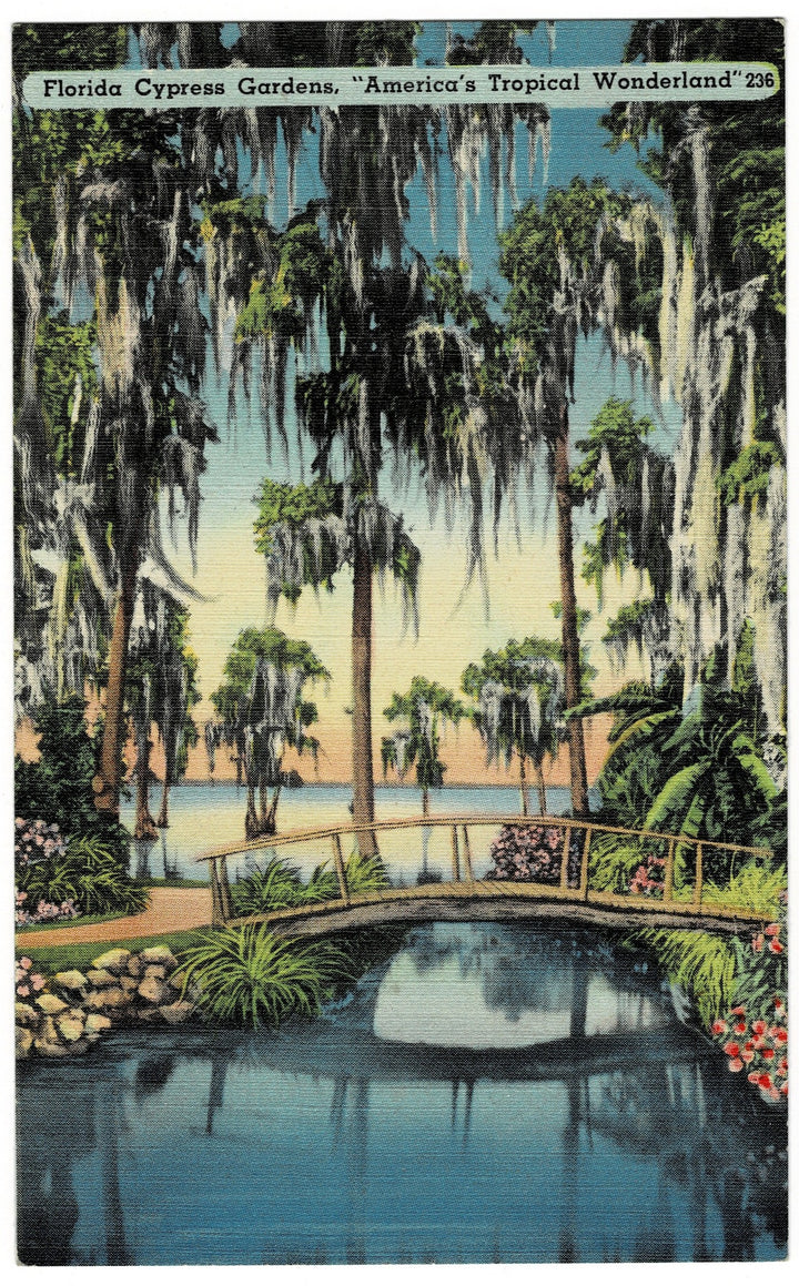 Florida Vintage Postcard.