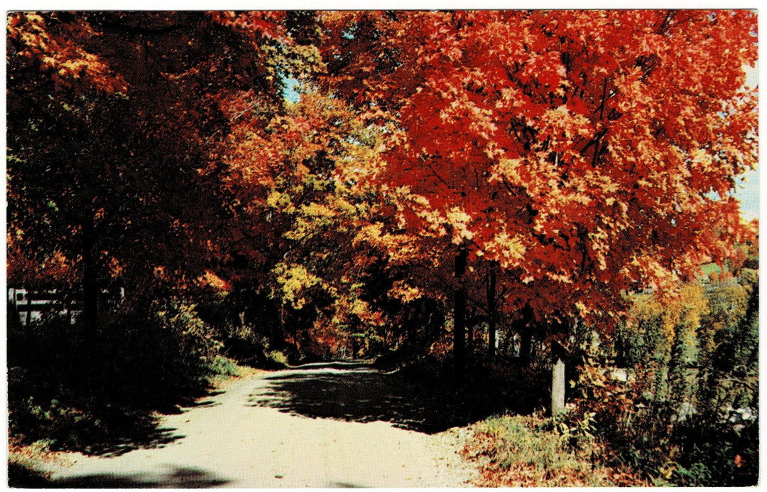 1960s Fall Foliage in Manchester Vermont Vintage Postcard.