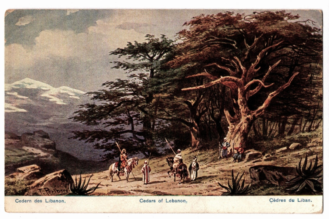 1909 Cedars of Lebanon Vintage Art Postcard, Friedrich Perlberg.