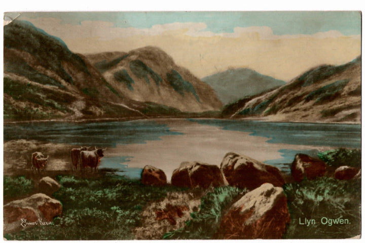 Llyn Ogwen Snowdonia Highland Cattle Wales Vintage Postcard.