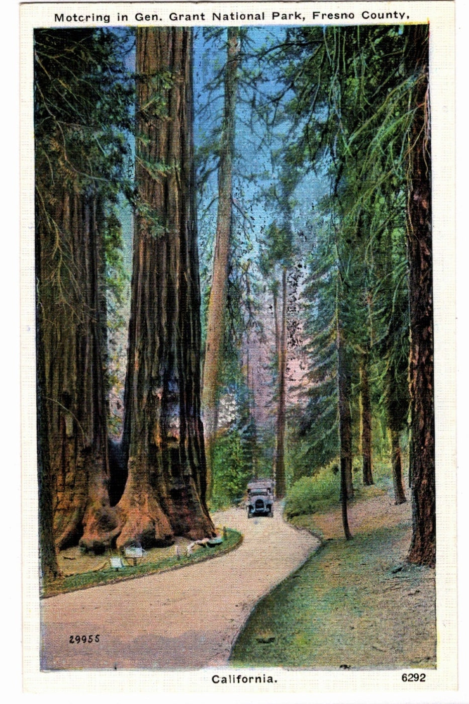  1912 Grant National Park California Vintage Postcard.