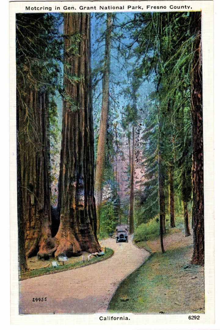  1912 Grant National Park California Vintage Postcard.