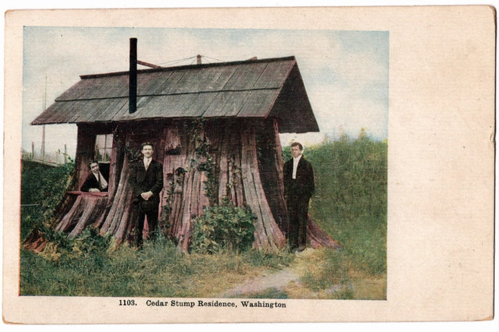 1908 Cedar Stump House Washington State Vintage Postcard, Logging Life