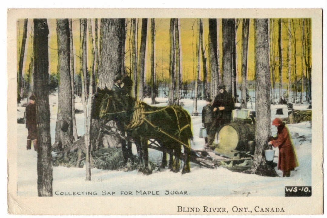 1925 Collecting Sap for Maple Sugar Blind River Ontario Vintage Postcard.