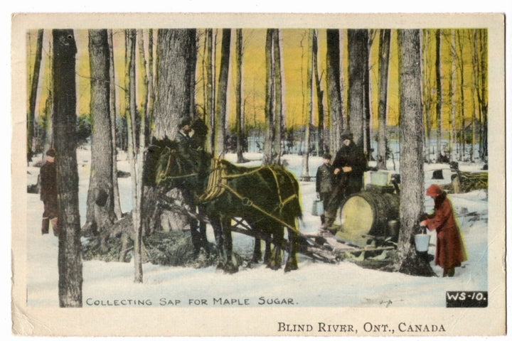1925 Collecting Sap for Maple Sugar Blind River Ontario Vintage Postcard.