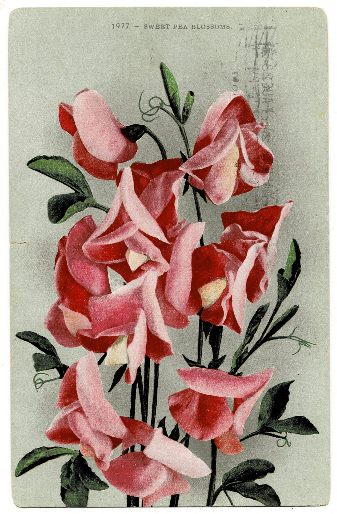 Vintage postcard.