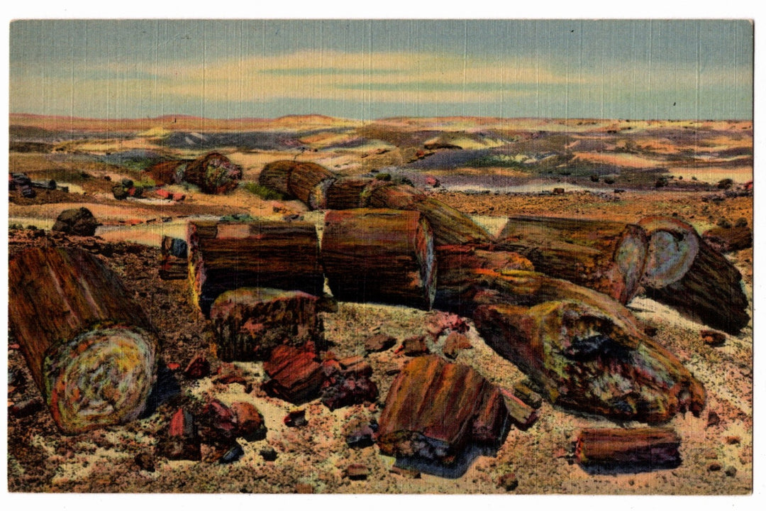 1941 Petrified Forest Logs National Park Arizona Vintage Postcard.