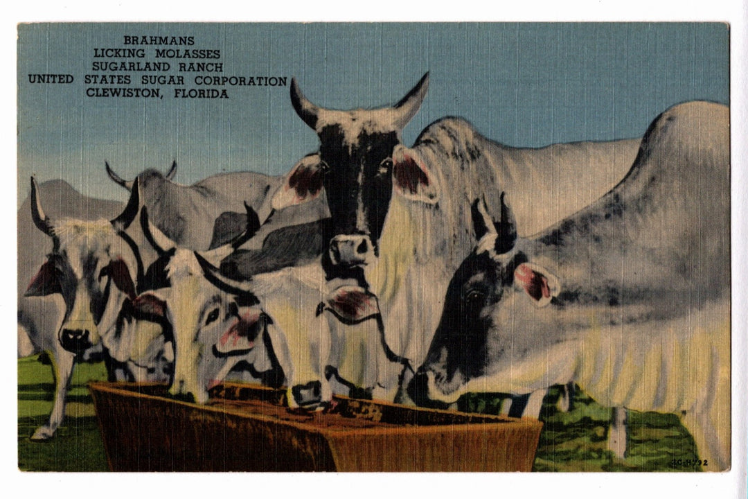 1952 Brahman Cattle Sugarland Ranch Clewiston Florida Vintage Postcard.