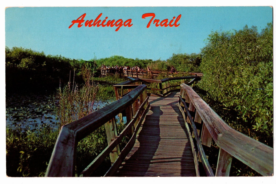 1958 Anhinga Trail Everglades National Park Florida Vintage Postcard.