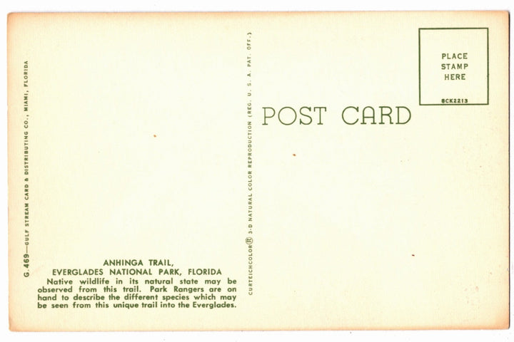 1958 Anhinga Trail Everglades National Park Florida Vintage Postcard