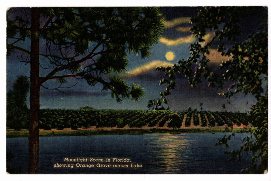 1946 Orange Grove in Moonlight Florida Vintage Postcard.