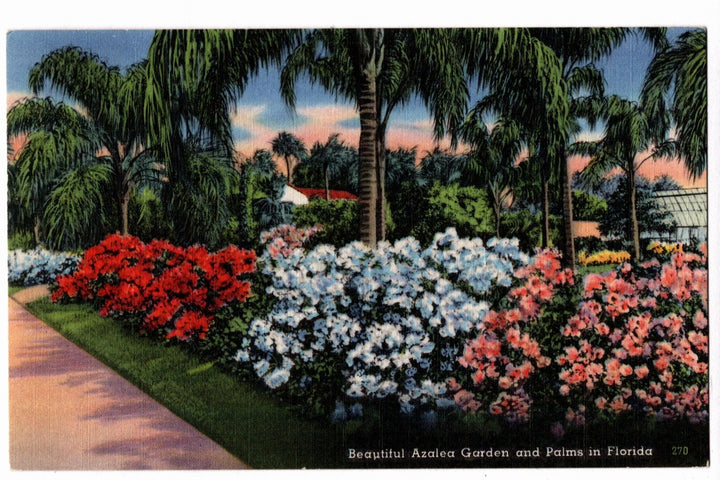 1941 Azalea Garden and Palms in Florida Vintage Postcard.