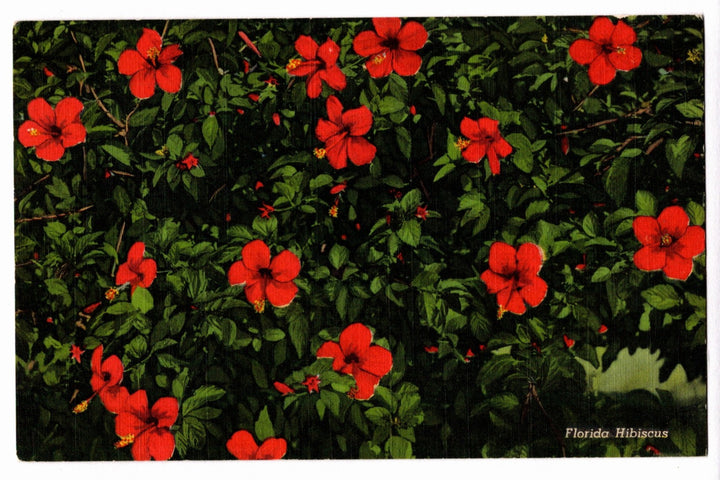 1938 Blooming Florida Hibiscus Vintage Flora Postcard