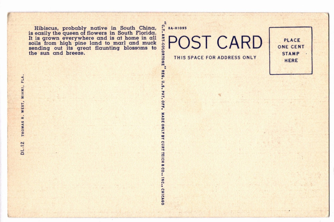 1938 Blooming Florida Hibiscus Vintage Flora Postcard