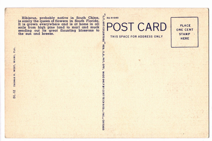 1938 Blooming Florida Hibiscus Vintage Flora Postcard