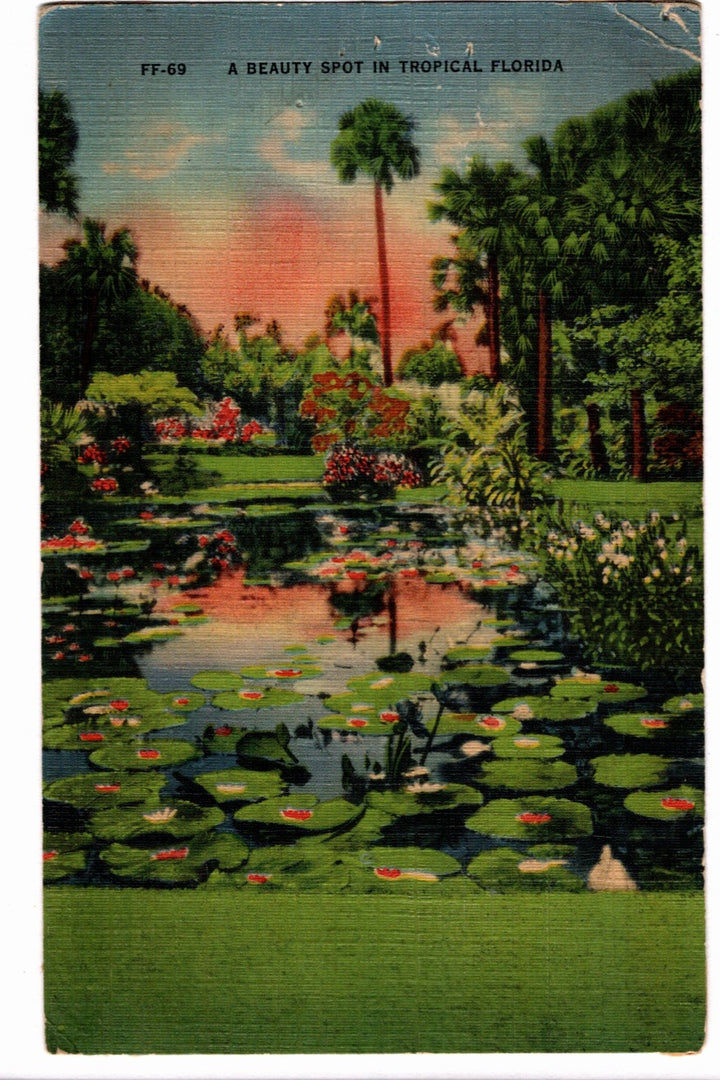 1940s Tropical Florida Postcard, McKee Jungle Gardens View
