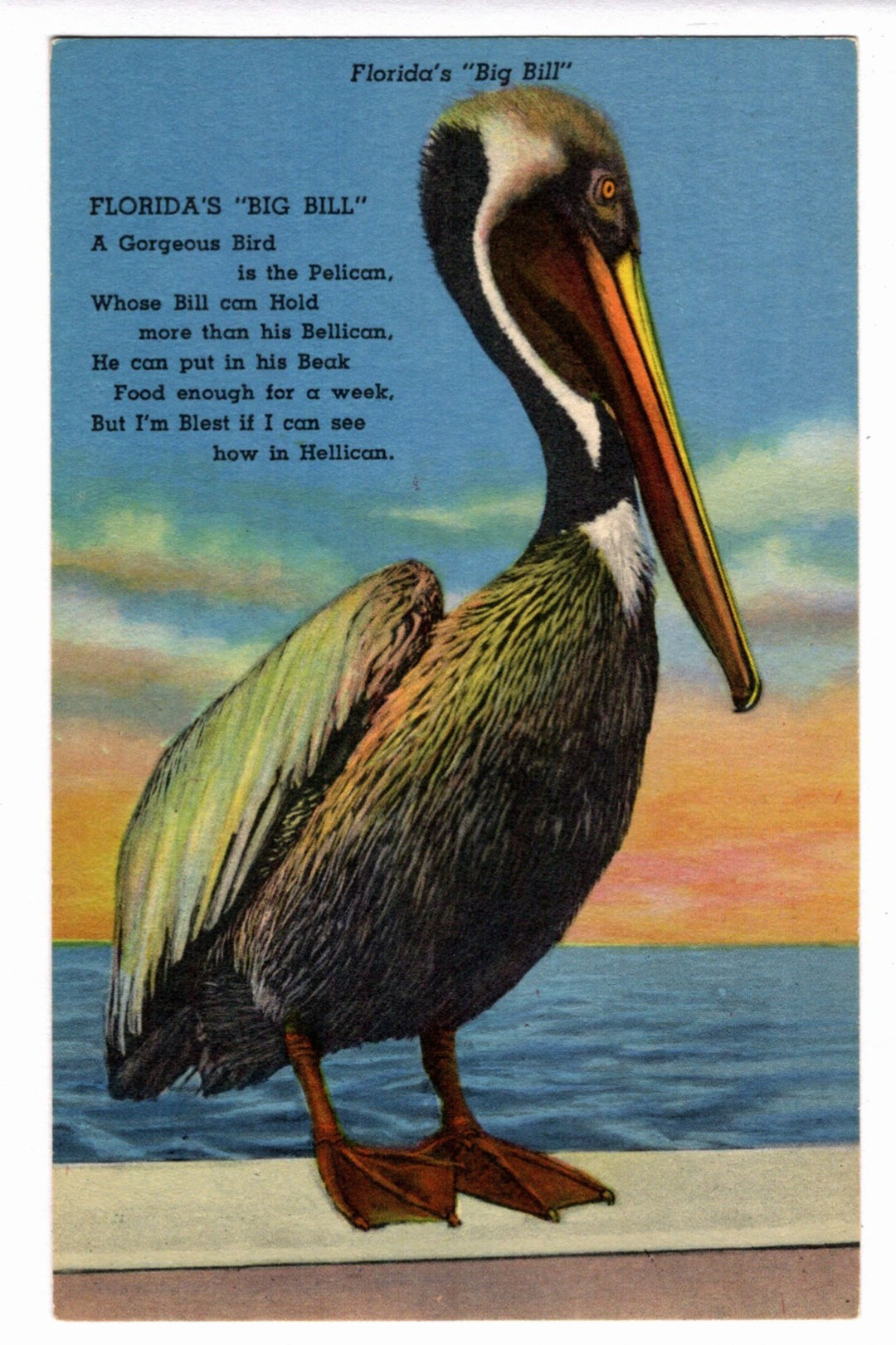 Florida's "Big Bill" Pelican Vintage Postcard.