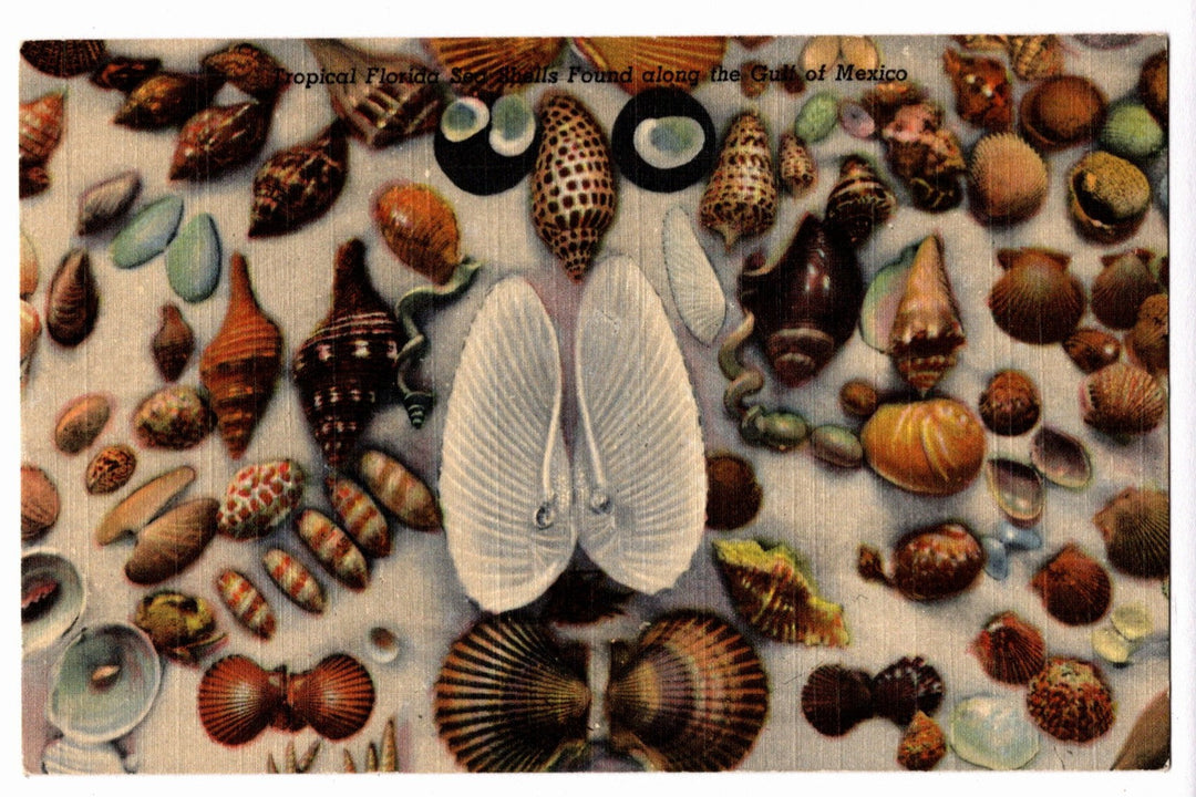 Florida Sea Shells Vintage Postcard.
