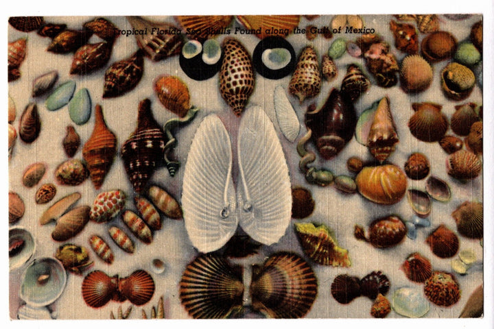 Florida Sea Shells Vintage Postcard.