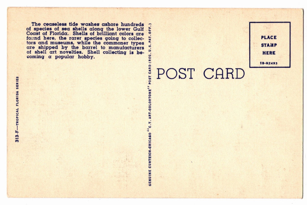 1941 Florida Sea Shells Vintage Postcard